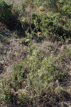 Foeniculum vulgare / Fennel, F Martigues 8.10.2021