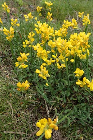 Genista sagittalis \ Flgel-Ginster, F Pyrenäen, Col de Mantet 28.7.2018