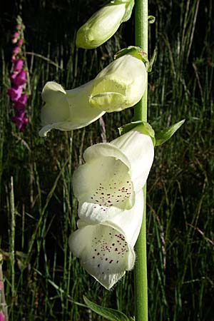 Digitalis purpurea \ Roter Fingerhut, F Vogesen, Grand Ballon 21.6.2008