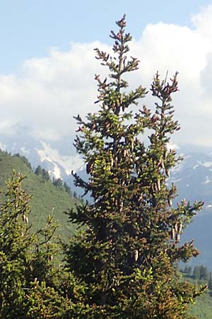 Picea abies \ Fichte, Rottanne, F Collet de Allevard 9.7.2016