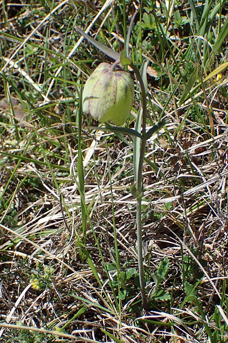 Fritillaria involucrata \ Hllblatt-Schachblume, Gegenblttrige Schachblume, F Caussols 2.5.2023