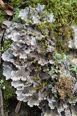 Peltigera membranacea ? \ Graubraune Schild-Flechte, F Pyrenäen, Saint-Martin du Canigou 25.7.2018