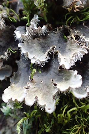 Peltigera membranacea ? \ Graubraune Schild-Flechte, F Pyrenäen, Saint-Martin du Canigou 25.7.2018