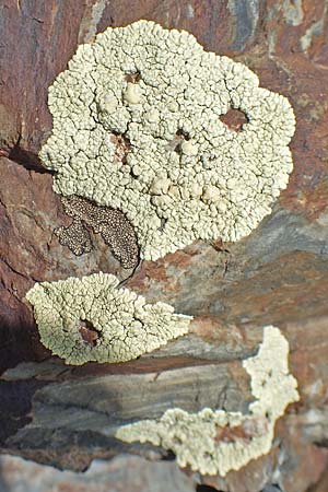 Arctoparmelia incurva ? \ Einwrtsgekrmmte Schlssel-Flechte / Powdered Rockfrog Lichen, F Pyrenäen/Pyrenees, Puigmal 1.8.2018