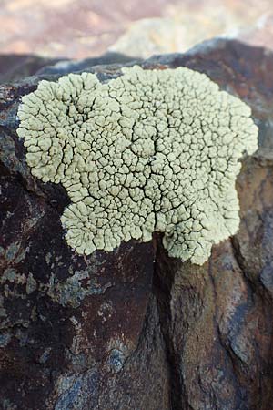 Arctoparmelia incurva ? \ Einwrtsgekrmmte Schlssel-Flechte / Powdered Rockfrog Lichen, F Pyrenäen/Pyrenees, Puigmal 1.8.2018