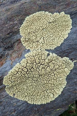 Arctoparmelia incurva ? \ Einwrtsgekrmmte Schlssel-Flechte / Powdered Rockfrog Lichen, F Pyrenäen/Pyrenees, Puigmal 1.8.2018