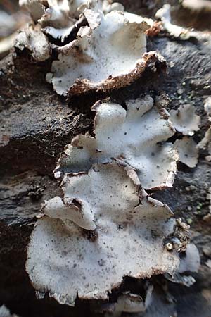 Lecanorales specE ? \ Flechte / Lichen, F Pyrenäen/Pyrenees, Segre - Schlucht / Gorge 2.8.2018