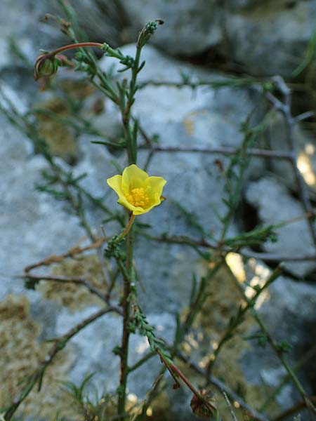 Fumana ericoides \ Aufrechtes Nadelrschen, Felsen-Nadelrschen / Upright Sun-Rose, F Martigues 8.10.2021