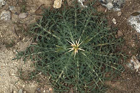 Centaurea calcitrapa \ Stern-Flockenblume, Fuangel-Flockenblume / Purple Star Thistle, F Uzes 5.5.1988