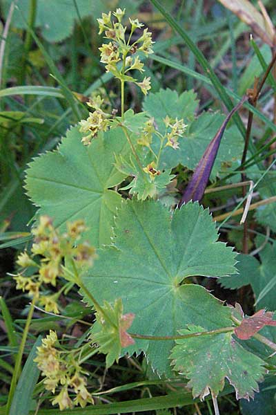 Alchemilla vulgaris agg. \ Gewhnlicher Frauenmantel / Lady's Mantle, F Pyrenäen/Pyrenees, Eyne 9.8.2006