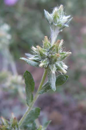 Filago pyramidata \ Spatelblttriges Filzkraut / Broad-Leaved Cudweed, F Frontignan 28.6.2008