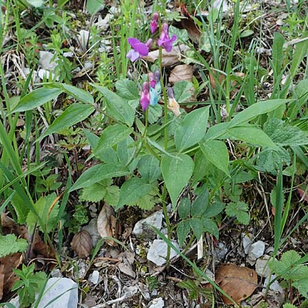 Lathyrus vernus \ Frhlings-Platterbse, F Lons-le-Saunier 5.5.2023