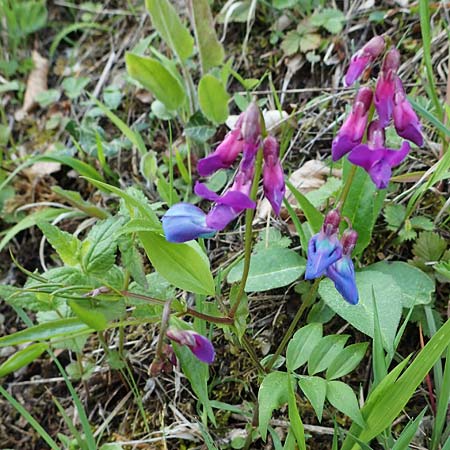 Lathyrus vernus / Spring Pea, F Lons-le-Saunier 5.5.2023