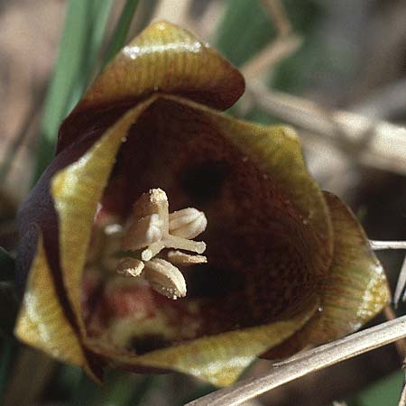 Fritillaria nigra \ Pyrenen-Schachblume, F Causse du Larzac 7.5.1984