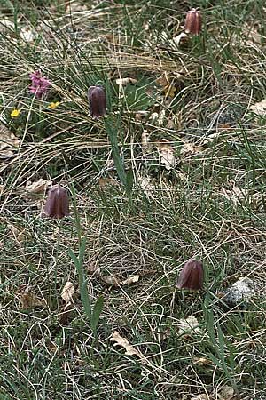 Fritillaria nigra \ Pyrenen-Schachblume / Pyrenean Fritillary, F Causse du Larzac 7.5.1984