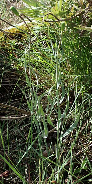 Fritillaria tenella \ Zierliche Schachblume, F Caussols 2.5.2023