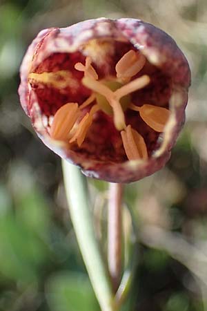 Fritillaria tenella \ Zierliche Schachblume, F Caussols 2.5.2023