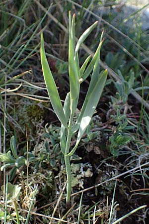 Fritillaria tenella \ Zierliche Schachblume / Slender Fritillary, F Caussols 2.5.2023
