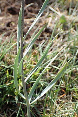 Fritillaria tenella \ Zierliche Schachblume / Slender Fritillary, F Caussols 2.5.2023