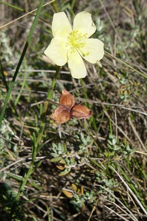 Fumana ericoides \ Aufrechtes Nadelrschen, Felsen-Nadelrschen / Upright Sun-Rose, F Frontignan 28.6.2008