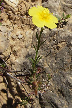 Fumana ericoides \ Aufrechtes Nadelrschen, Felsen-Nadelrschen / Upright Sun-Rose, F Millau 29.5.2009