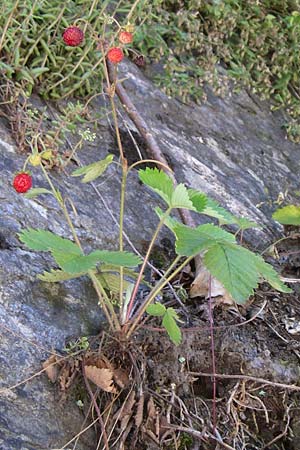 Fragaria vesca \ Wald-Erdbeere / Wild Strawberry, F Albertville 21.6.2008