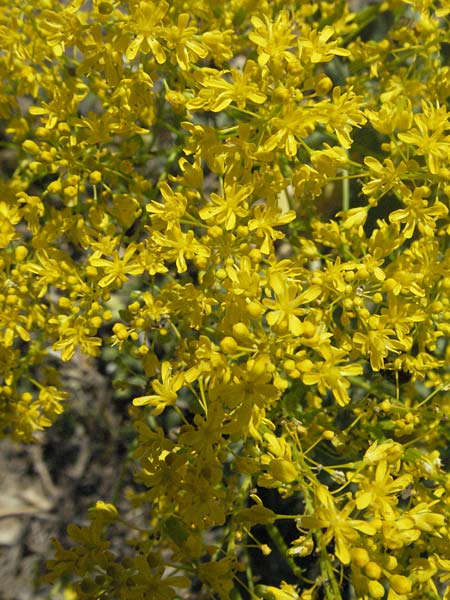 Isatis tinctoria \ Frber-Waid / Woad, F Roque d'Antheron 9.6.2006