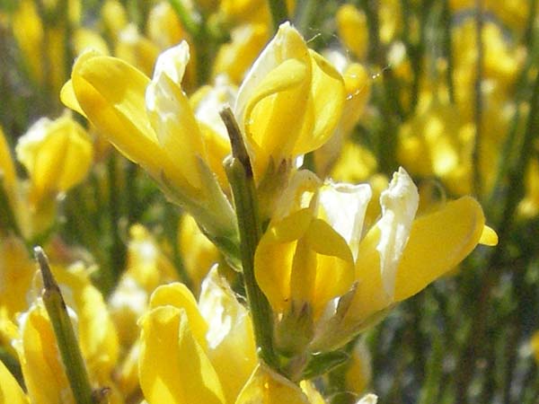 Genista lobelii ? \ Lobels Ginster / Lobel's Broom, F Serres 10.6.2006