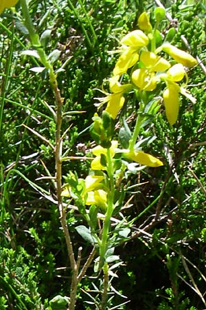 Genista scorpius \ Skorpion-Ginster, F Pyrenäen, Latour de Carol 26.6.2008