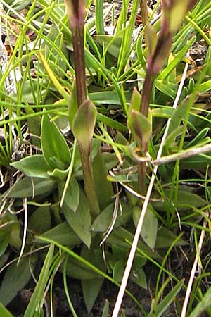 Gentiana rostanii \ Rostans Enzian / Rostan's Gentian, F Col de la Bonette 8.7.2016