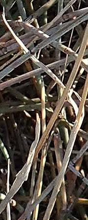 Bromus madritensis \ Mittelmeer-Trespe, F Canet-en-Roussillon 11.8.2018