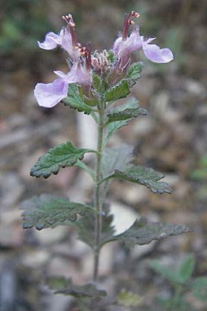 Teucrium chamaedrys \ Edel-Gamander / Wall Germander, F St. Martin-de-Crau 9.6.2006