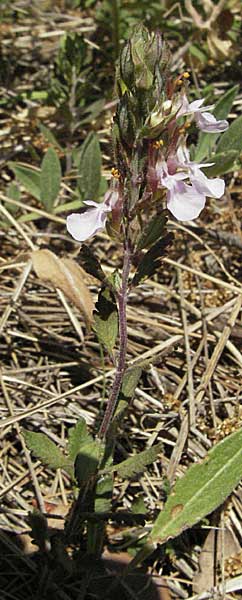 Teucrium chamaedrys / Wall Germander, F Orgon 9.6.2006