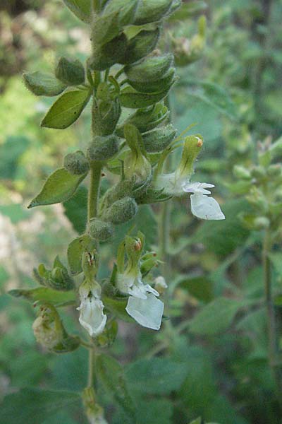 Teucrium flavum subsp. flavum \ Fahler Gamander / Yellow Germander, F Montagne du Luberon 9.6.2006