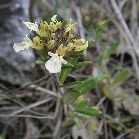 Teucrium montanum \ Berg-Gamander / Mountain Germander, F Rochefort-en-Valdaine 10.6.2006