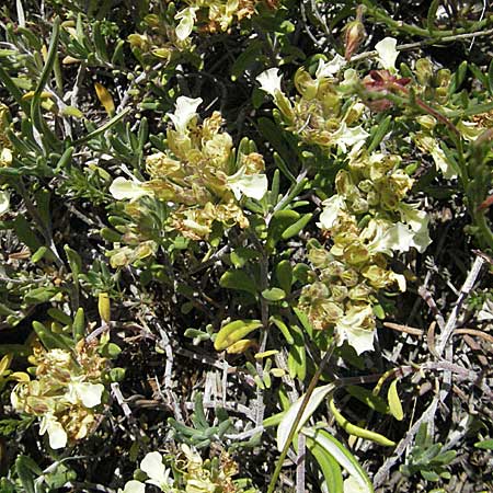 Teucrium montanum \ Berg-Gamander / Mountain Germander, F Rochefort-en-Valdaine 10.6.2006