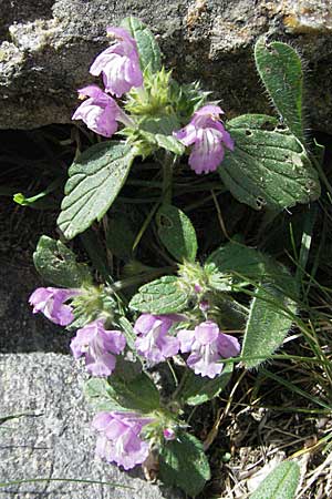 Galeopsis pyrenaica \ Pyrenen-Hohlzahn / Pyrenean Hemp-Nettle, F Pyrenäen/Pyrenees, Eyne 9.8.2006