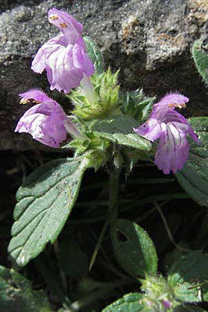 Galeopsis pyrenaica \ Pyrenen-Hohlzahn / Pyrenean Hemp-Nettle, F Pyrenäen/Pyrenees, Eyne 9.8.2006