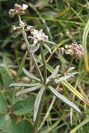 Galium estebanii or marchandii ? \ Nordspanisches Labkraut / Northern Spanish Bedstraw, F Pyrenäen/Pyrenees, Eyne 9.8.2006