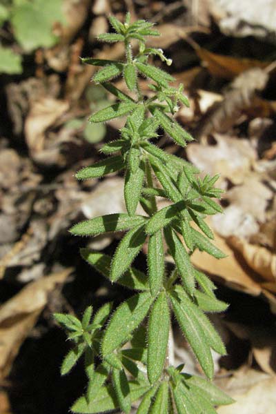 Galium verrucosum \ Anis-Labkraut, Warziges Labkraut / Southern Cleavers, Warty Bedstraw, F Pyrenäen/Pyrenees, Prades 12.8.2006