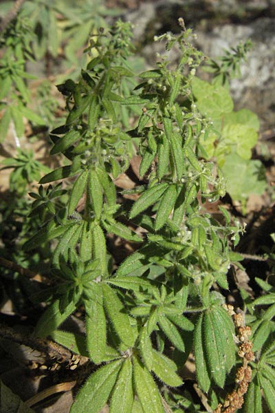 Galium verrucosum \ Anis-Labkraut, Warziges Labkraut / Southern Cleavers, Warty Bedstraw, F Pyrenäen/Pyrenees, Prades 12.8.2006