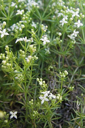 Galium lucidum \ Glanz-Labkraut / Shining Bedstraw, F Clue de Chabrieres 12.5.2007