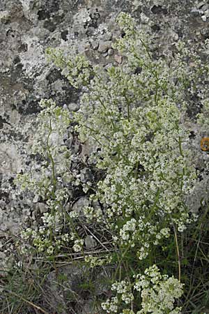 Galium corrudifolium \ Mittelmeer-Labkraut, F Corbières, Talairan 13.5.2007
