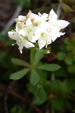 Galium saxatile / Heath Bedstraw, F Vosges, Grand Ballon 21.6.2008