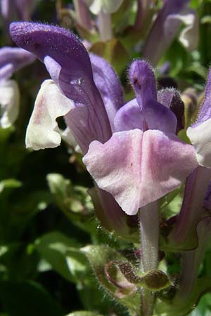 Scutellaria alpina \ Alpen-Helmkraut, F Pyrenäen, Eyne, Museum-Garden 26.6.2008