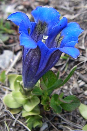 Gentiana alpina \ Sdalpen-Enzian / Alpine Gentian, Southern Gentian, F Pyrenäen/Pyrenees, Port d'Envalira 26.6.2008