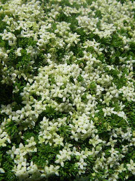 Galium cespitosum \ Rasenbildendes Labkraut / Pyrenean Cushion Bedstraw, F Col de Lautaret Botan. Gar. 28.6.2008