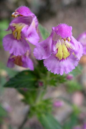 Galeopsis segetum / Downy Hemp-Nettle, F Alsace, Murbach 3.8.2008