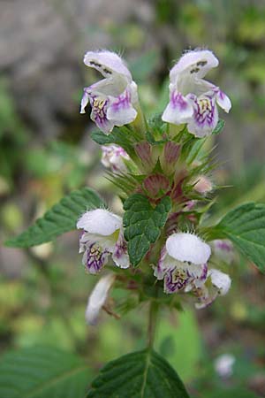 Galeopsis tetrahit \ Stechender Hohlzahn, F Elsass, Murbach 3.8.2008