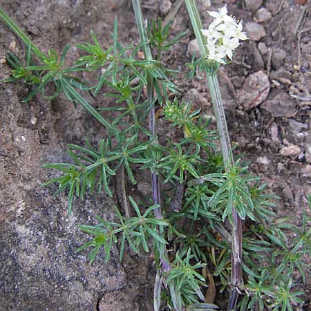 Galium corrudifolium \ Mittelmeer-Labkraut / Mediterranean Bedstraw, F Causse Noir 28.5.2009